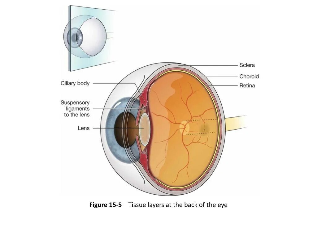 роговица это выпуклая прозрачная пластинка глаза
