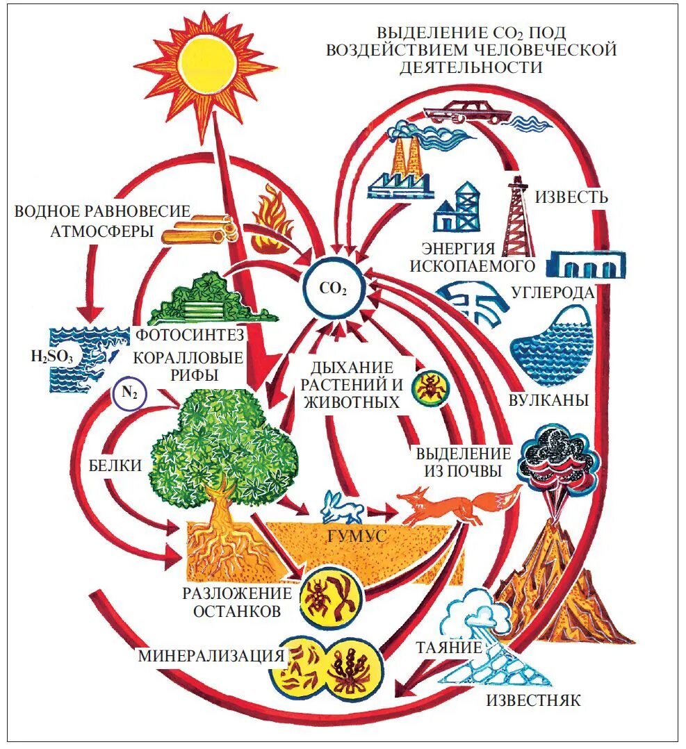 Круговорот углерода химия. Круговорот углерода в биосфере схема. Круговорот углерода в природе. Биогеохимические циклы круговорот углерода в природе. Круговорот углерода (по ф. Рамад, 1981).