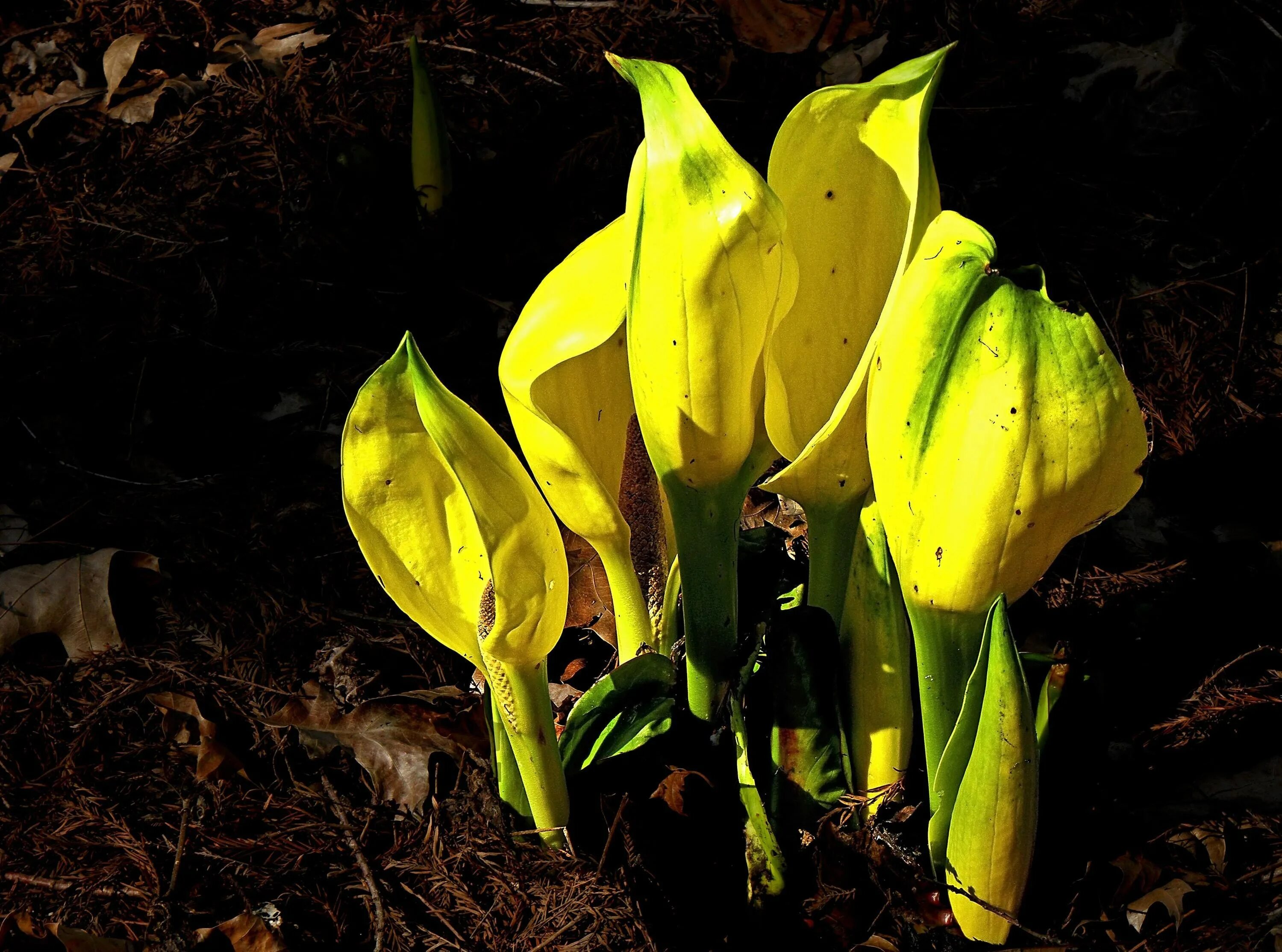 Спатифиллума желтеют цветы