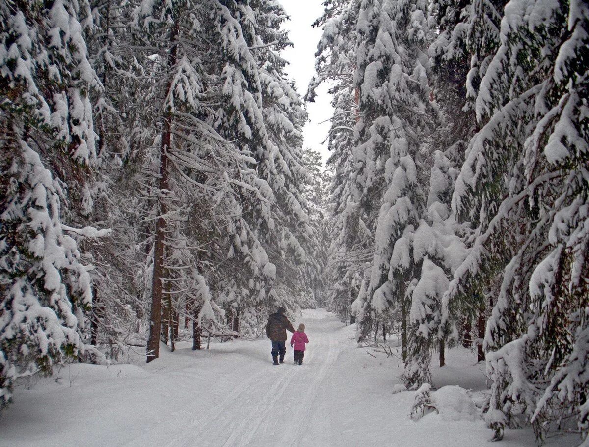 Сколько живет зима. Прогулка по зимнему лесу. Прогулка зимой. Прогулка по лесу зима. Экскурсия в зимний лес.