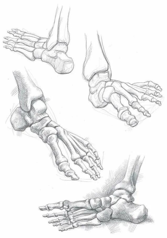 Кости стопы анатомия. Кости стопы Академический рисунок. Кости стопы руки человека анатомия. Кость стопы анатомия рисунок.