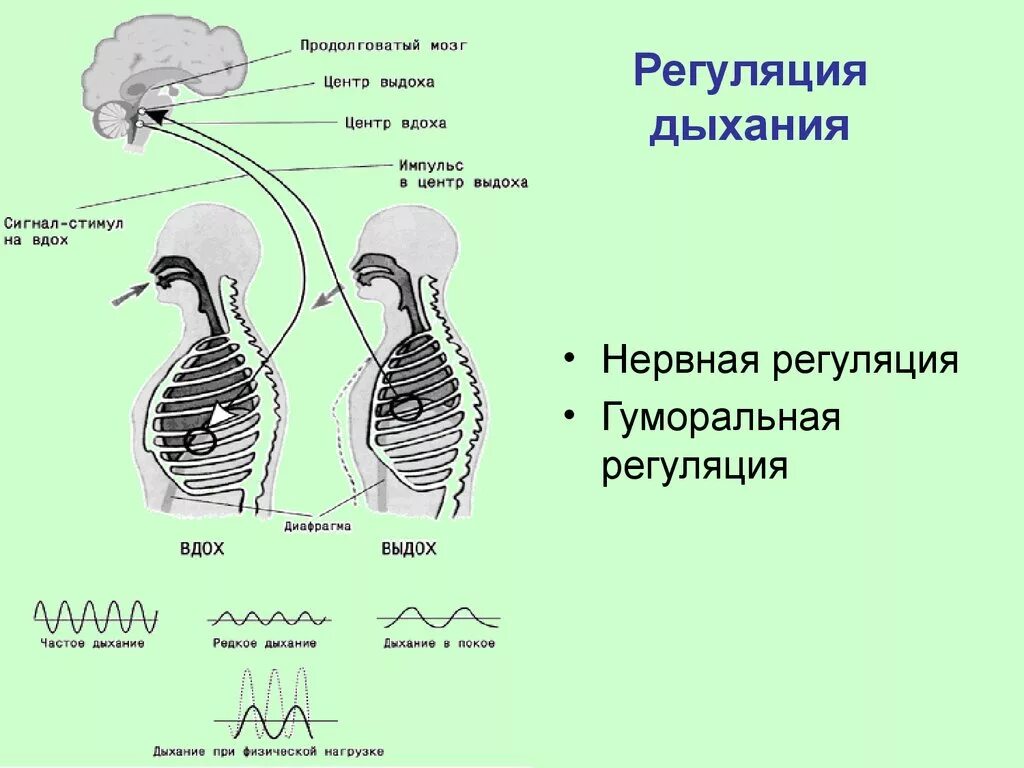 Нейрогуморальная регуляция дыхания схема. Регуляция дыхания нервная и гуморальная схема. Гуморальная регуляция дыхания схема. Дыхательные движения регуляция дыхания схема.