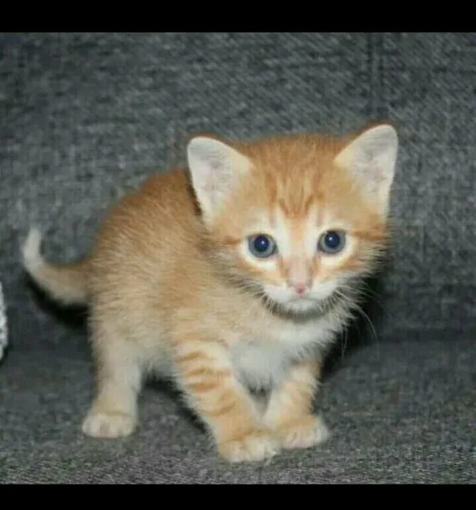 Как выглядел 1 кот. Рыжий котенок 1 месяц. 1 месячные котята. котята один месяц. гладкошерстный котенок 1 месяц.