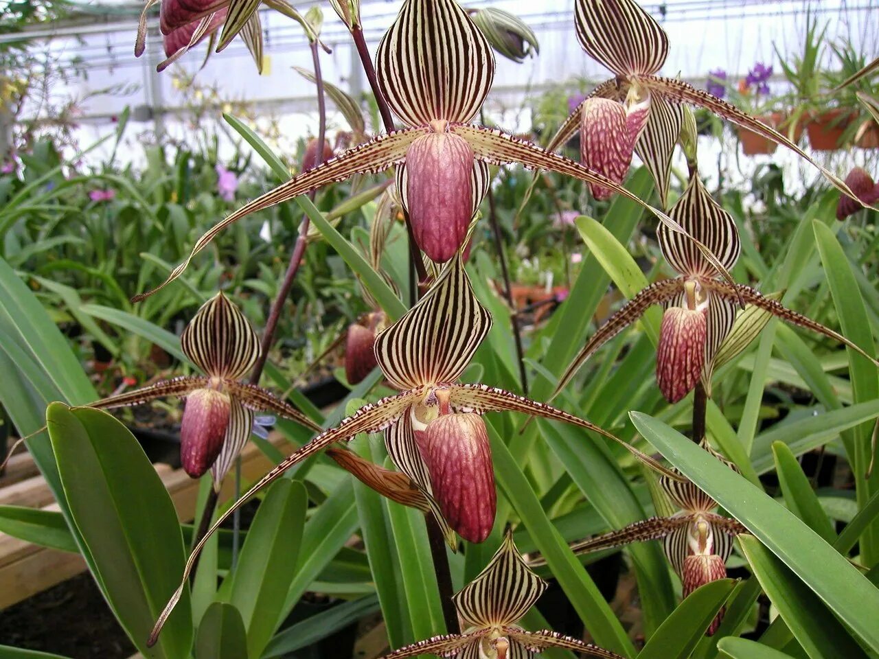 Орхидея Ротшильда Paphiopedilum. Башмачок Ротшильда Орхидея. Пафиопедилум ротшильдианум. Орхидея золото Кинабалу. Золото кинабалу