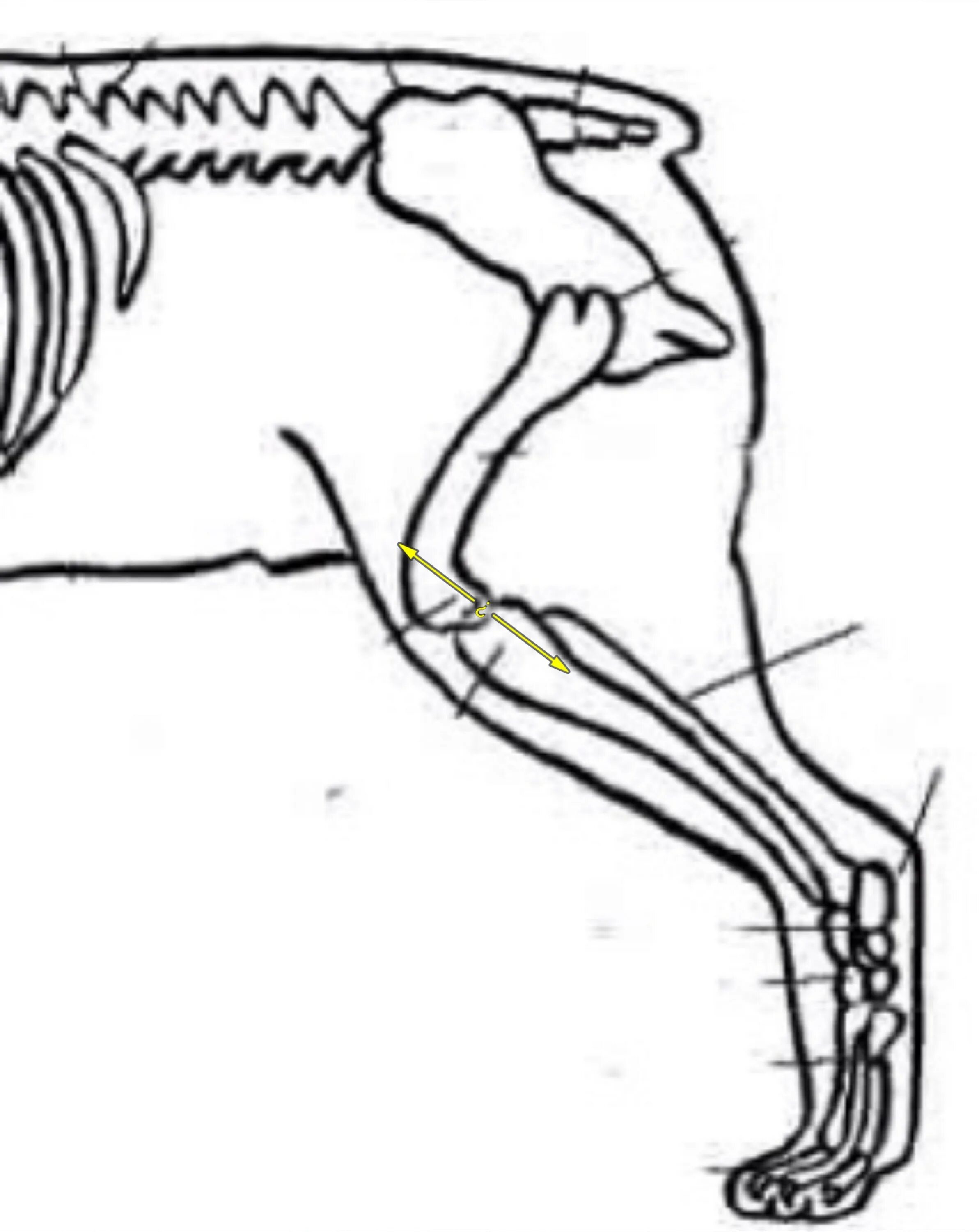 Кости задней конечности собаки. Задние конечности собаки. Задние ноги животных. Обратные колени у животных.