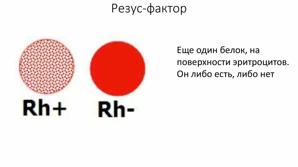 Резус фактор белок на поверхности эритроцита. Методика определения резус фактора. Метод определения резус фактора цоликлонами. Определение rh-фактора. Анти резус