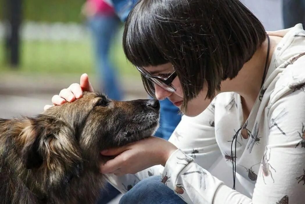 Волонтеры поиск животных. Защита животных. бездомные животные. бездомные животные и человек. помощь животным.