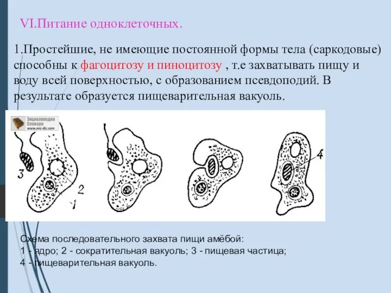 Питание одноклеточных организмов. Питание простейших. Простейшие не имеющие постоянной формы тела. Форма тела простейших. Какую форму имеет простейшие