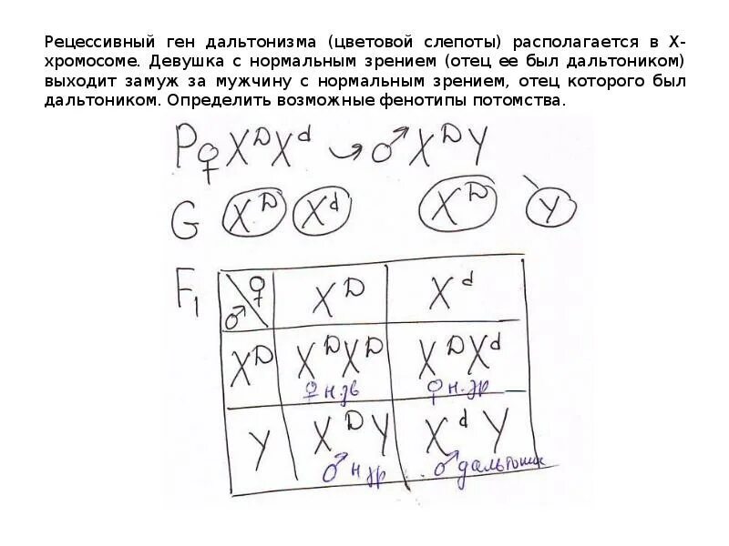 Рецессивный ген дальтонизма цветовой слепоты. Ген дальтонизма рецессивный сцепленный с х хромосомой. Рецессивные гены расположены в х хромосоме. Рецессивный ген дальтонизма располагается в х-хромосоме.