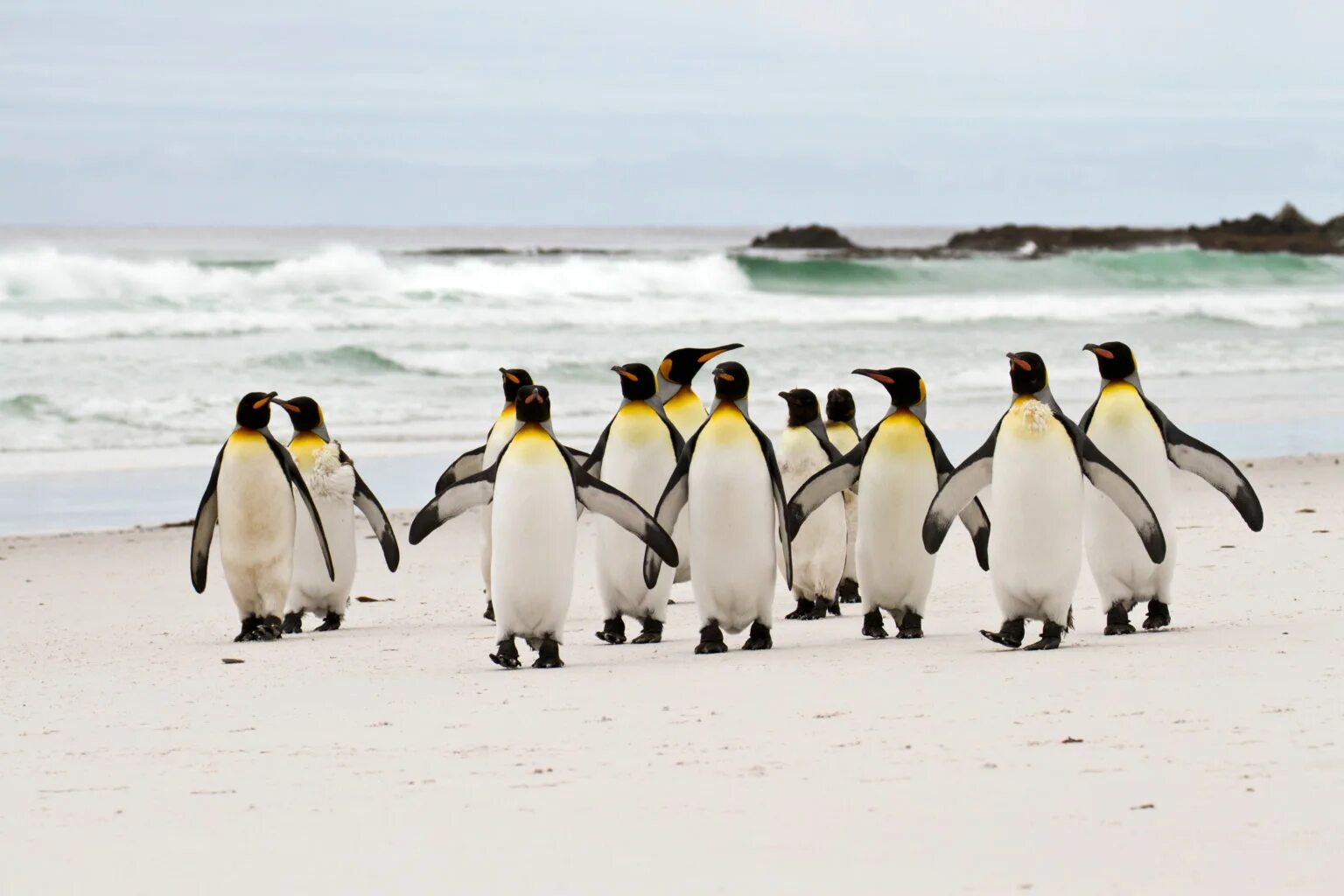 Пингвины идут с пляжа молча. Пингвины на прогулке. Король пингвинов. 5 Пингвинов. Пингвин стоковые фото.