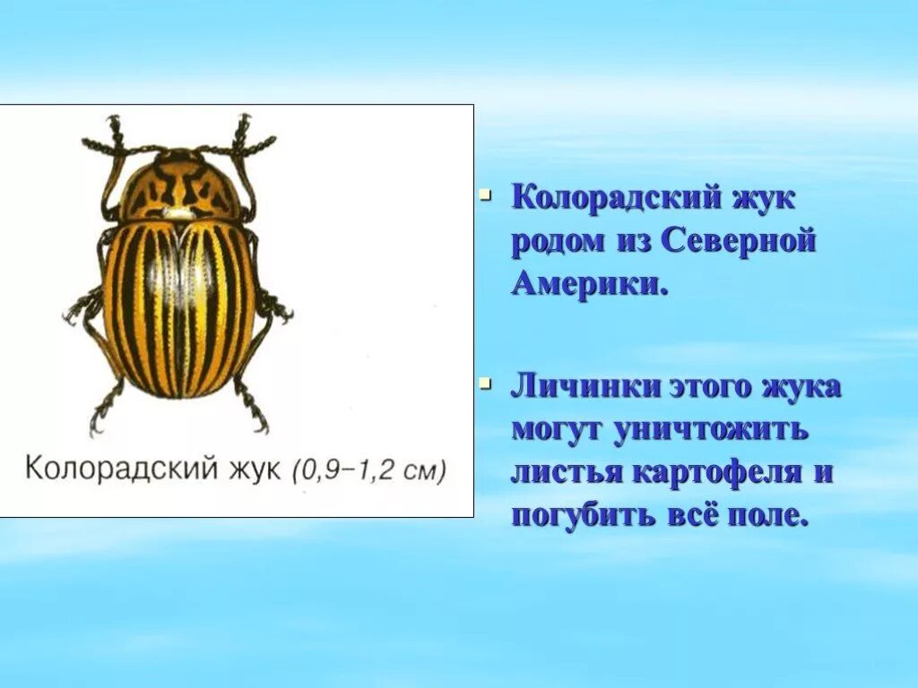 Колорадский Жук. Строение колорадского жука. Сообщение о колорадском Жуке. Колорадский Жук для детей. Откуда род жуковых