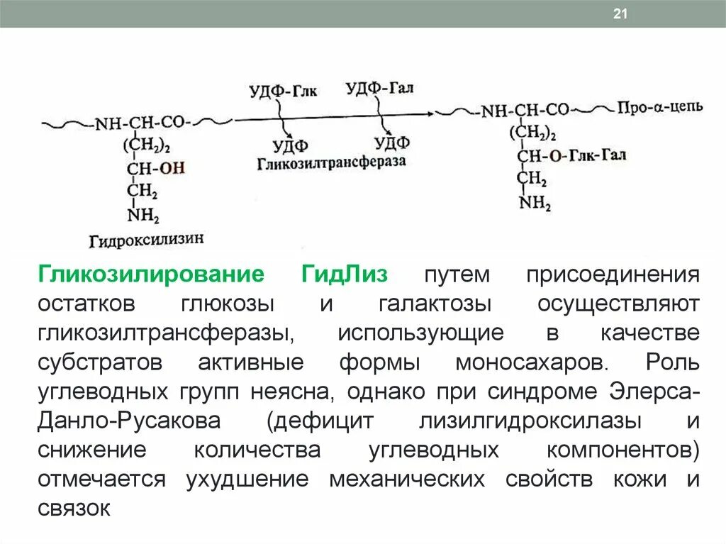 Витамин участвующий в синтезе коллагена. Гликозилирование коллагена биохимия схема. Гликозилирование (присоединение остатков Сахаров) гидроксилизина. Гликозилирование коллагена реакция. Гликозилирование остатков лизина и пролина.