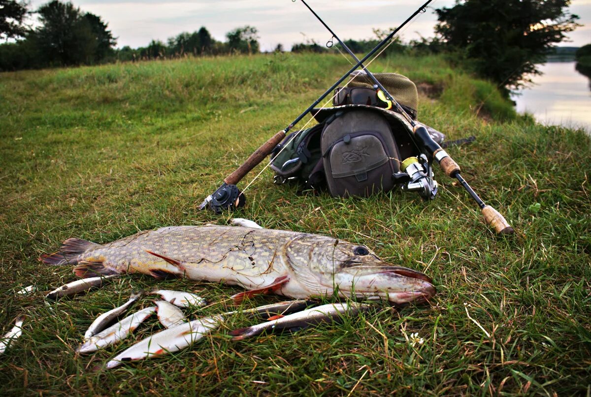 Орз тв - охотники и рыболовы заполярья. Щука охотится. Орз тв - охотники и рыболовы заполярья. Охотники и рыбаки заполярья. Орз охотники и рыболовы.