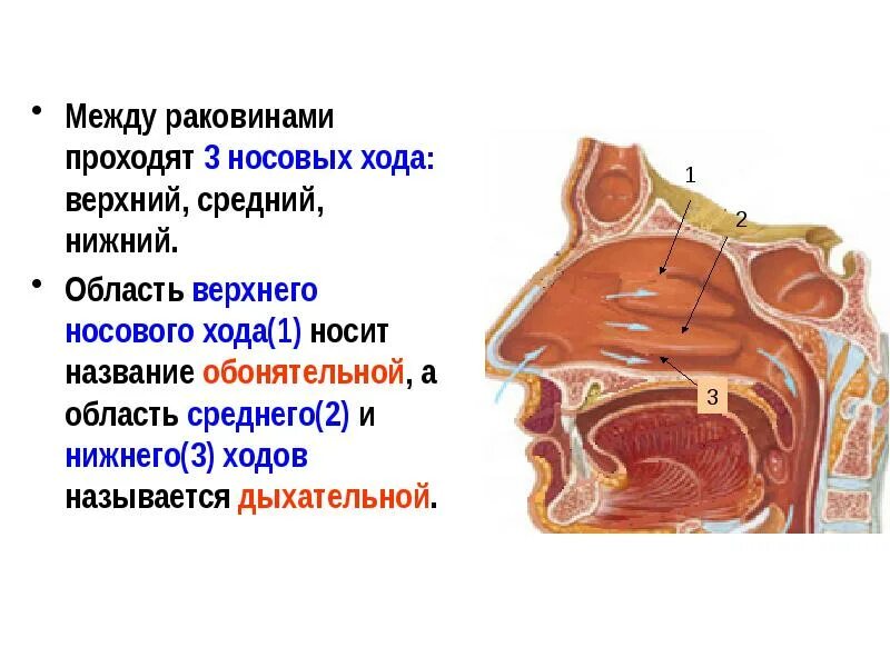 Средний носовой ход сообщается с. Средний носовой ход сообщается с. Базальная пластинка средней носовой раковины. Латеральная стенка решетчатой кости. Киссельбахово сплетение.