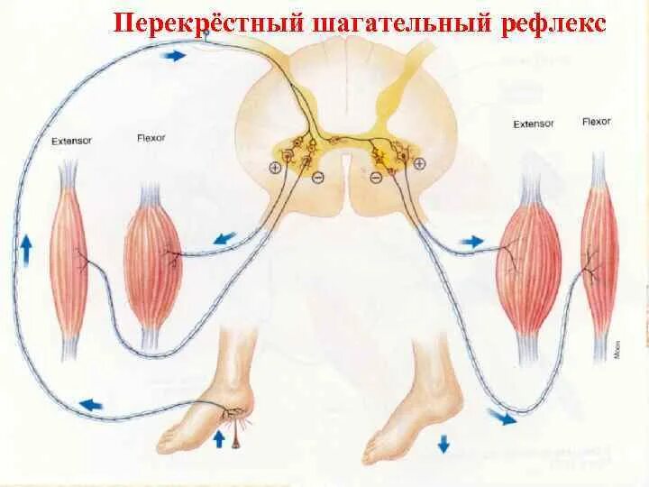 Механизм шагательного рефлекса. Шагательный рефлекс рефлекторная дуга. Перекрестный сгибательный рефлекс. Рефлекс шагания физиология. Рефлекторные группы