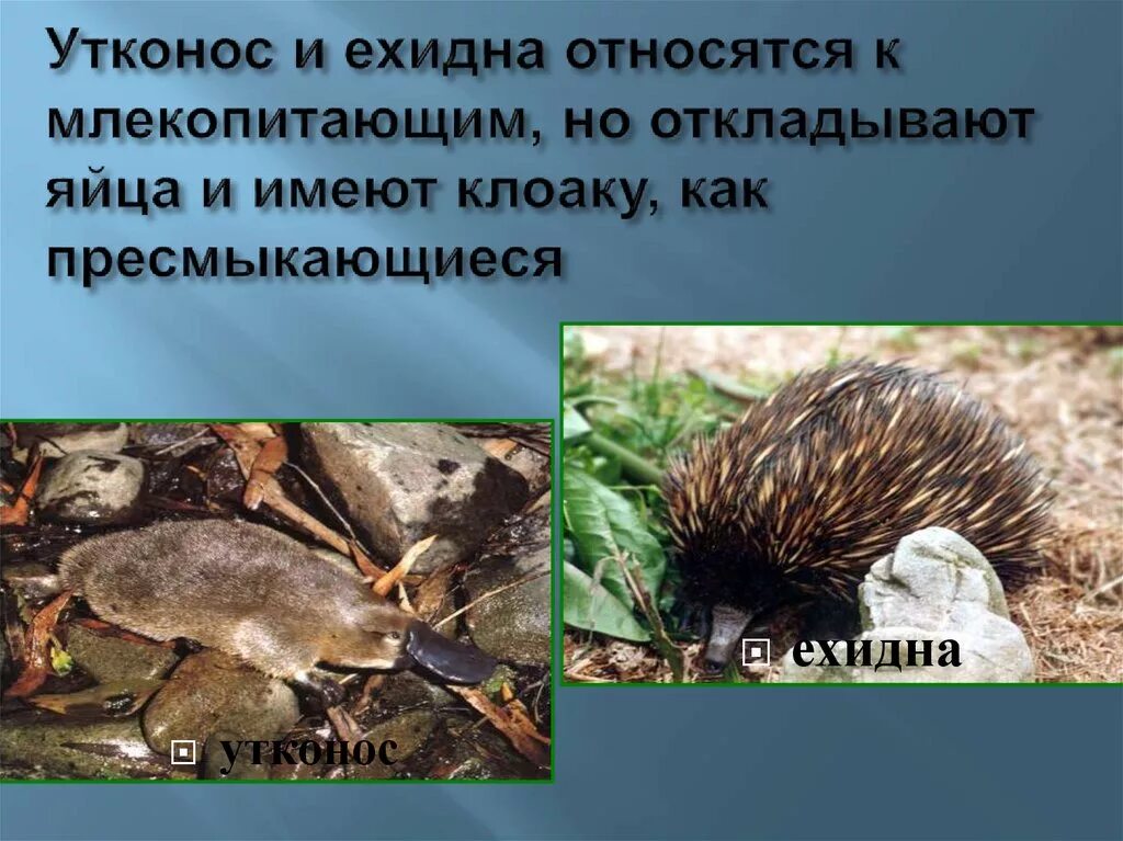 Утконос и ехидна фото. Первозвери яйцекладущие. Первозвери яйцекладущие. Первозвери ехидна. Утконосы и ехидны.