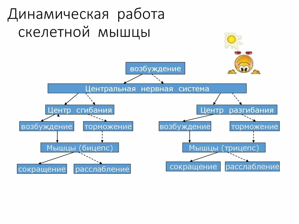 Какой отдел регулирует работу скелетных мышц. Динамическая работа скелетной мышцы таблица. динамическая работа. режимы деятельности скелетных мышц.. работа скелетных мышц тормоз и возбуждение схема.