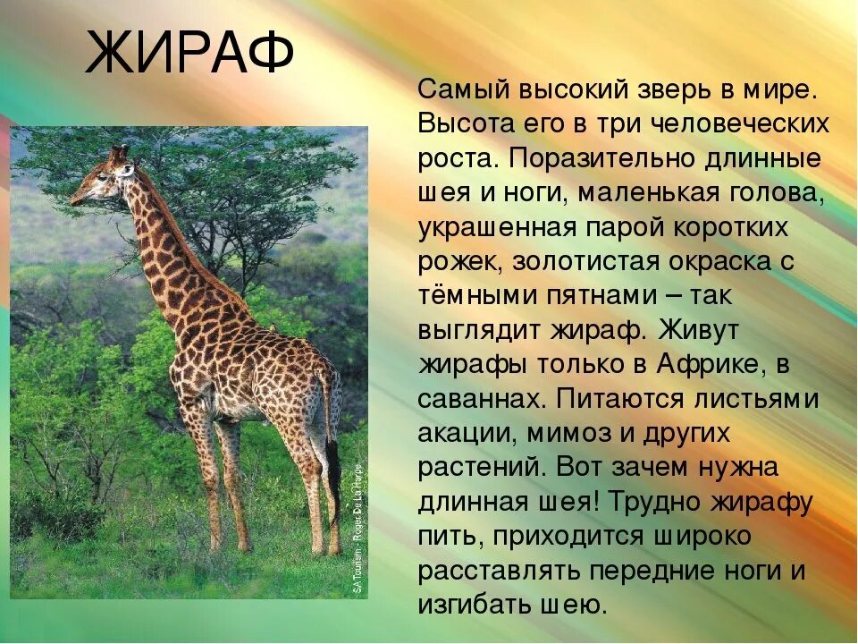 Составьте 4 предложения о животных. Доклад о животных. описание животных. африканские животные презентация. сообщение на тему животные.