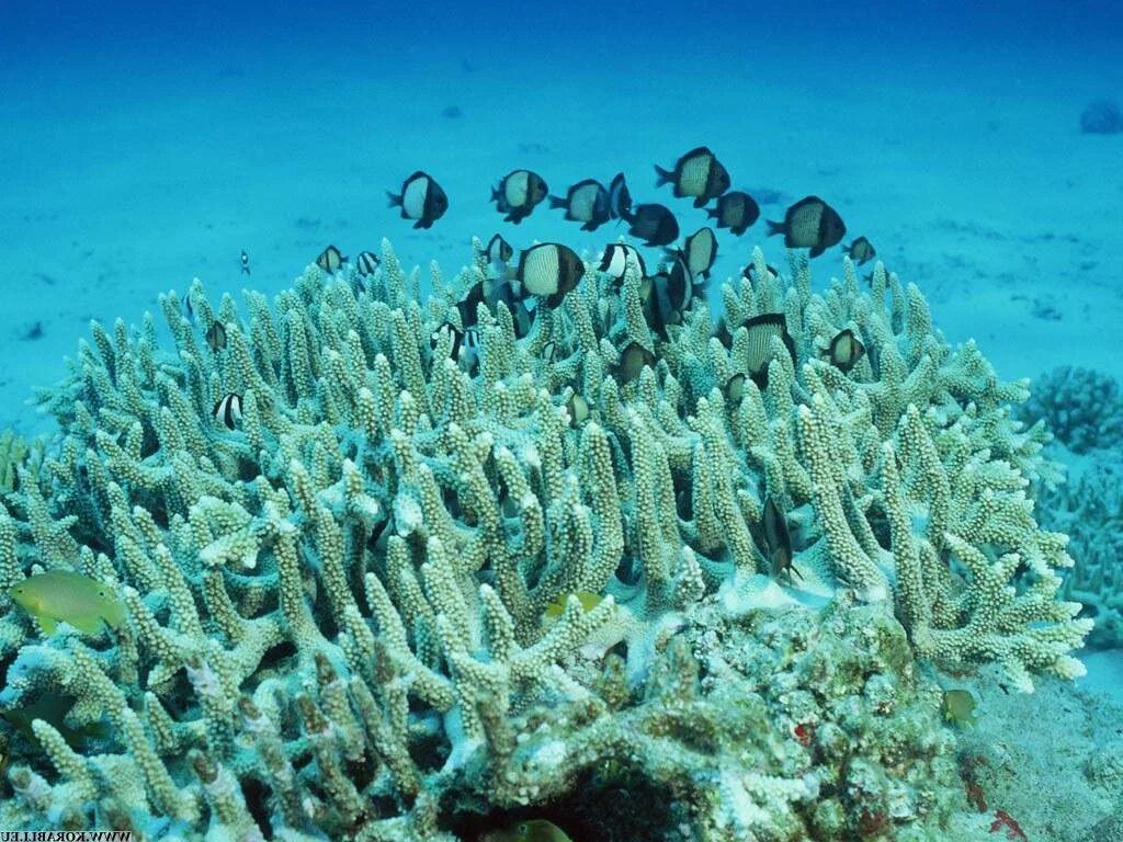 Коралл Санго остров Окинава. Коралл морской Окинава. Подводный мир с Жак Ив Кусто кораллы. Окинава Япония кораллы.