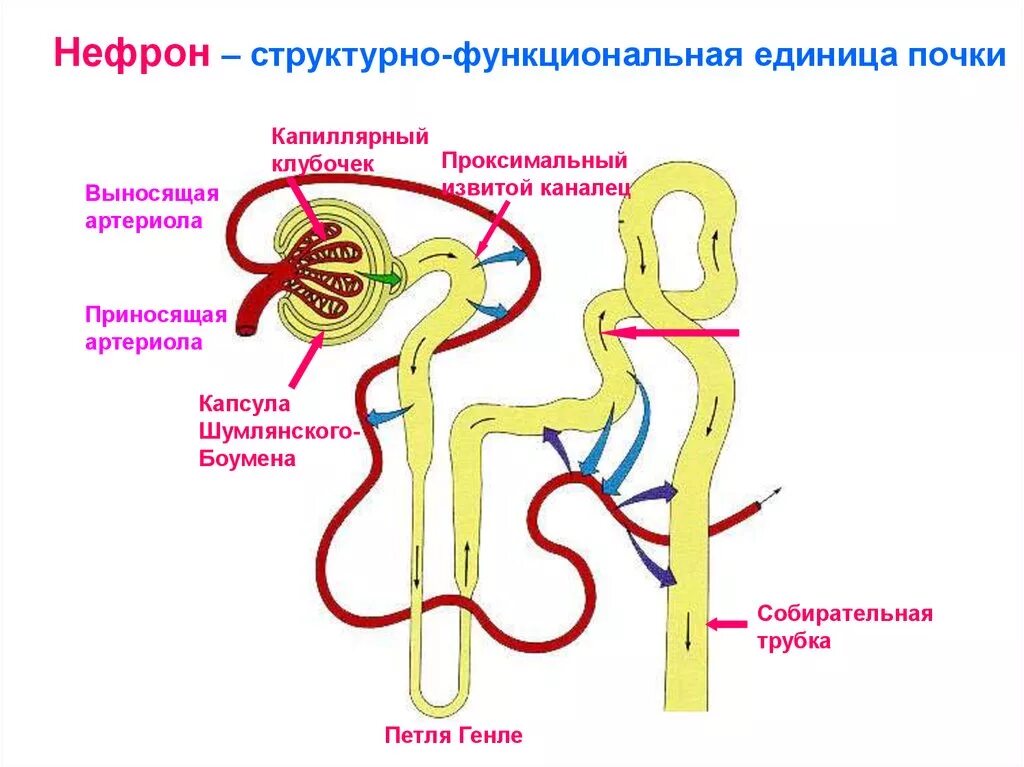 Капиллярный клубочек почечная лоханка почечный каналец. Строение нефрона почки. Петля Генле нефрона почки. Строение нефрона почки человека. Строение нефрона 3д.