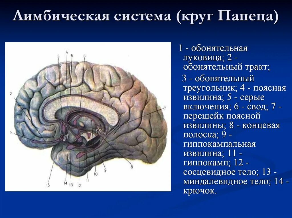 Обонятельные доли мозга. Лимбическая система мозга анатомия. Обонятельный тракт головного мозга. Конечный мозг обонятельный мозг.