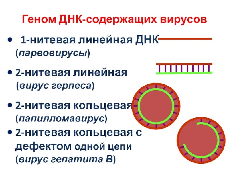 Рнк геномные вирусы. 1. ДНК-содержащие вирусы:1.ДНК-содержащие вирусы. Геном ДНК содержащих вирусов. Схематическое изображение генома ДНК-содержащих вирусов.. Линейная ДНК.