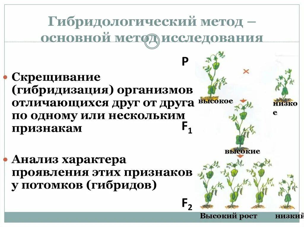 Гибридологический метод Менделя. Гибридологический (основной) метод генетики. Гибридологический метод скрещивания. Гибридологический метод изучения наследственности.