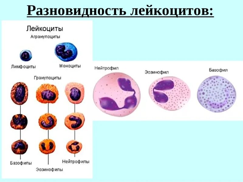 Определите виды лейкоцитов. Лимфоциты строение разновидности. лейкоциты строение клетки крови. лейкоциты строение виды функции. лейкоциты рисунок строение.