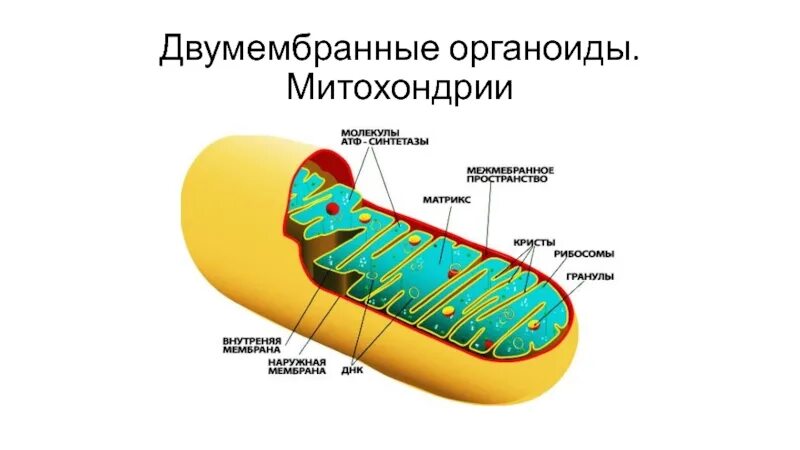 Органоиды митохондрии строение. Двумембранные клетки митохондрии\. Двумембранные органеллы клетки схема. Синтез АТФ структура клетки. Двумембранные органоиды клетки митохондрии.