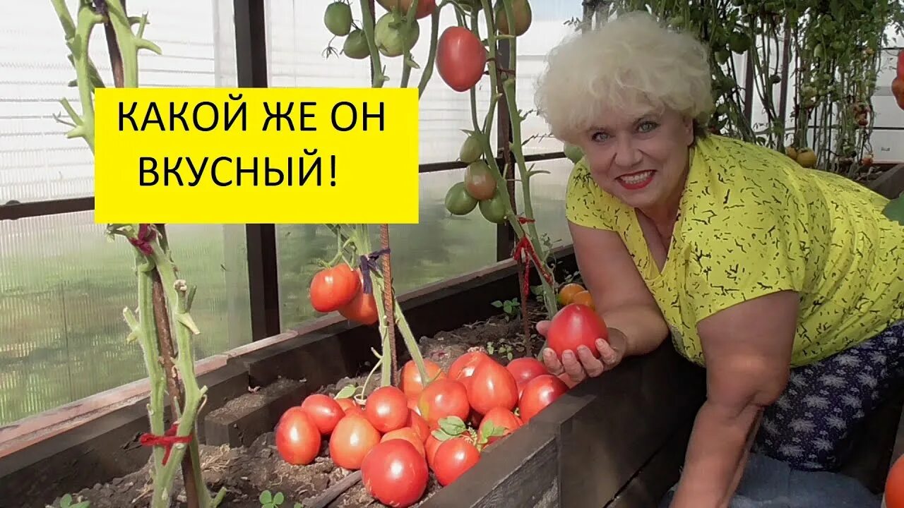 Томат мамино. Томат малиновое мамино сердце. помидоры в огороде. сорт томата мамино сердце. очень редкие помидоры.