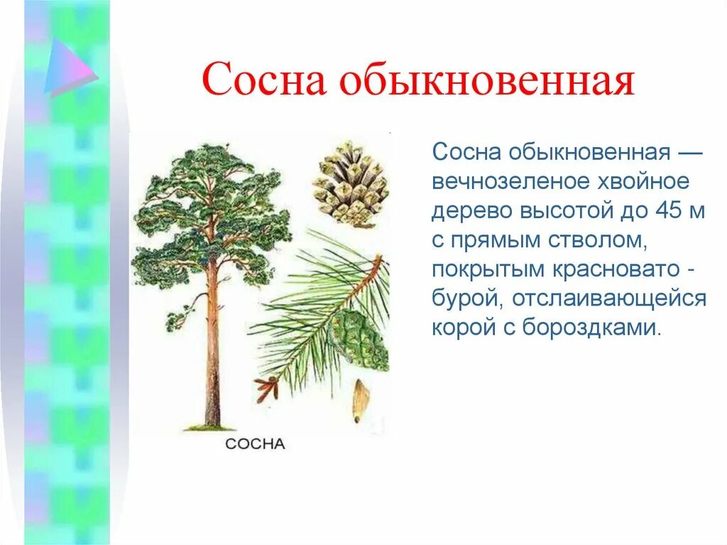 Пиши хвойный. Хвоинки дерева сосна обыкновенная. Сосна обыкновенная габитус. Сосна описание. Сосна обыкновенная описание.