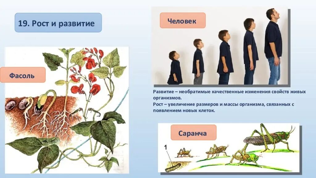 Природа и человек огэ. Рост живых организмов. Развитие свойство живых организмов. Формирование и рост организма. Рост и развитие свойства живых организмов.