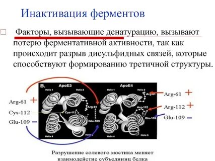 При денатурации ферментов происходит