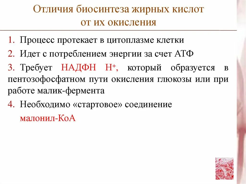 Чем отличился толстой. Сравнительная характеристика β-окисления и синтеза жирных кислот.. Биосинтез насыщенных жирных кислот последовательность реакций. Сравнение процессов β-окисления и синтеза жирных кислот (ЖК). Сравнение бета окисления и синтеза жирных кислот.