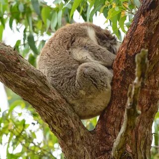 Koala along the Great Ocean Road in Australia.