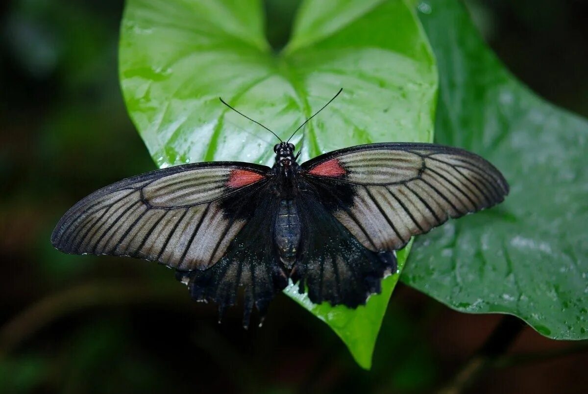 Черный Кардинал бабочка. Ночная бабочка насекомое Бражник. Мотылек Богонга. Черная бабочка в Крыму. Бабочка черный рынок