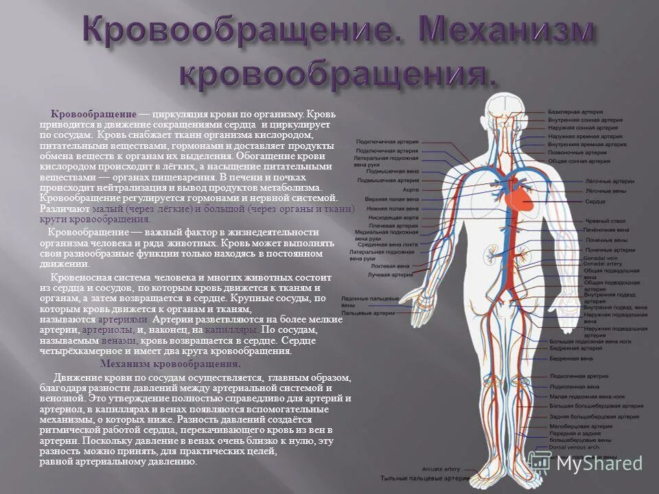 Непрерывное движение крови по организму. Кровеносная система движение крови. Циркуляция крови в организме. Система кровообращения в организме человека. Кровоток в теле человека.