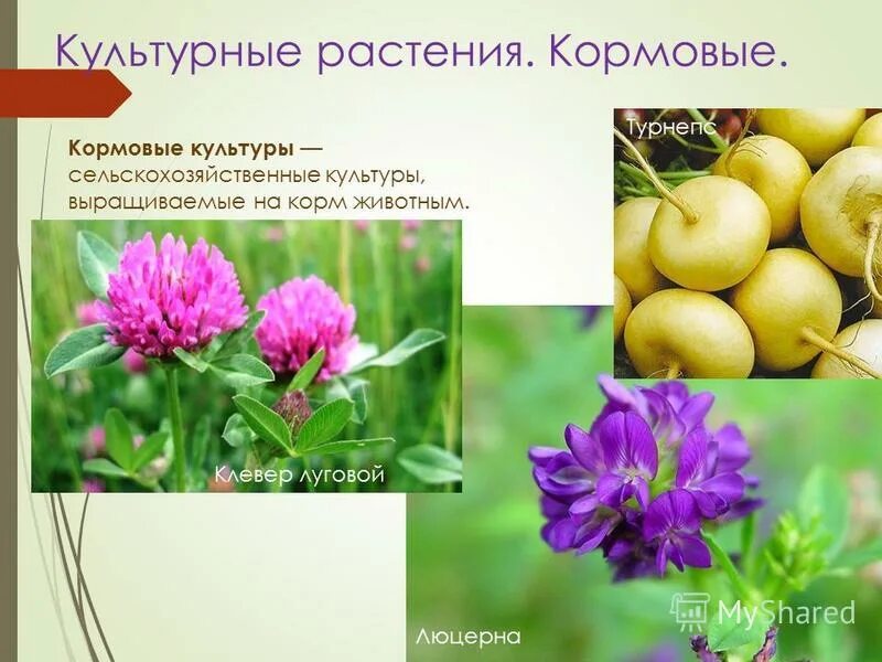 Люцерна лен кормовая свекла. Культурные растения. Кормовые культуры. Кормовые культуры растут. Кормовые культуры 3 класс.