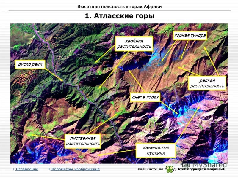 области высотной поясности. растения высотной поясности в африке. растения высотной поясности в африке. природные зоны высотной поясности. растения высотной поясности в африке.