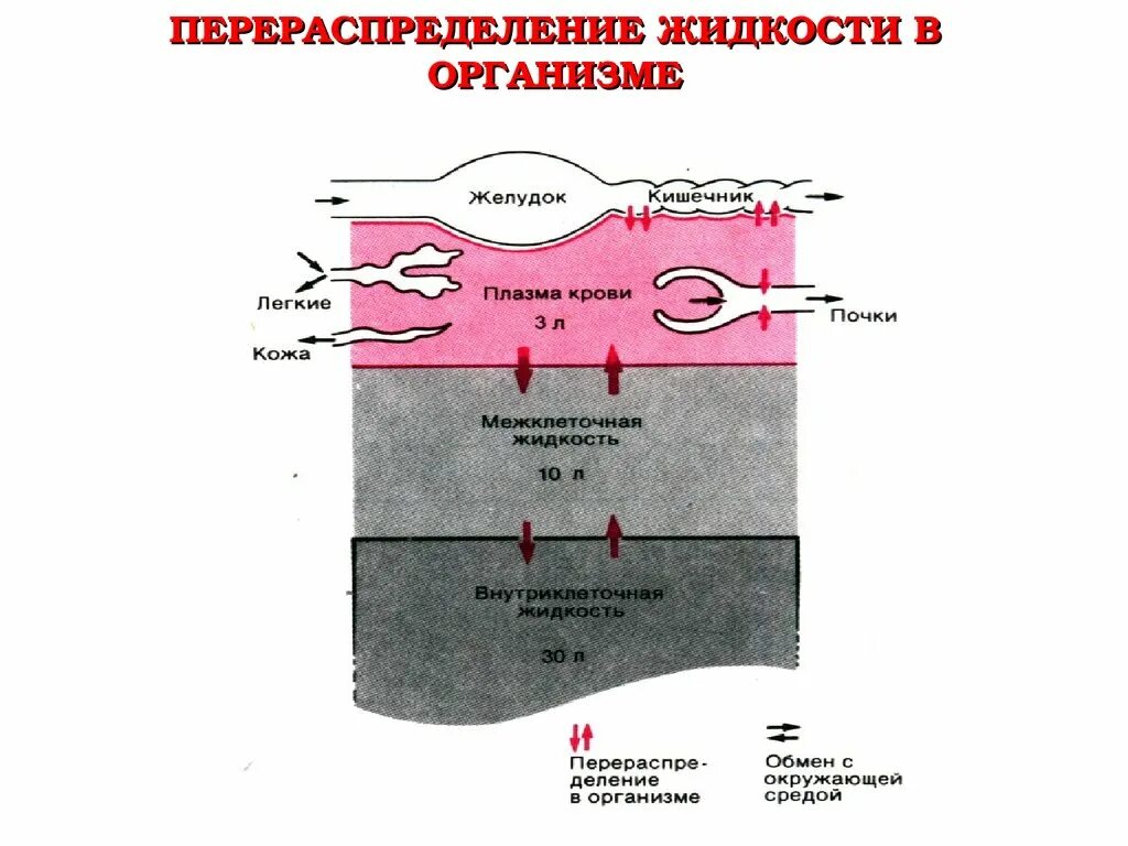 Перераспределение крови и жидкости в организме,. Перераспределение жидкости это. Физиологическое значение перераспределения массы крови. Движение жидкости в организме.