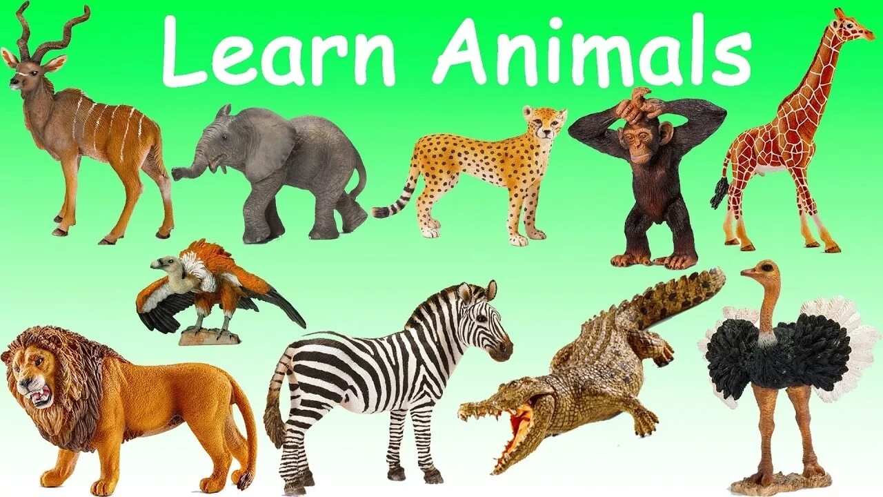 Zoo animals videos