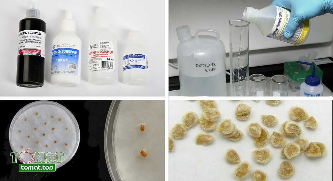 Как обработать семена томатов перекисью водорода. Обработка семян томатов в перекиси водорода. Методы дезинфекции семян. Обработка семян перекисью водорода. Замачивать семена перца в перекиси водорода перед посадкой.