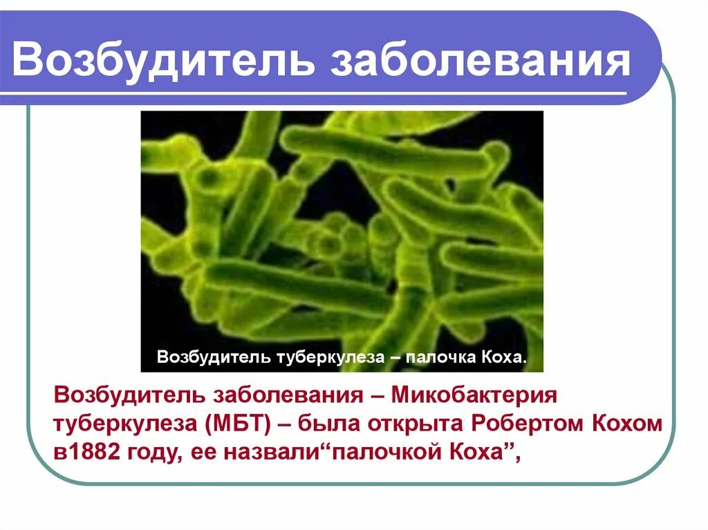 Палочка коха заболевание. Микобактерии возбудители туберкулеза. Палочка Коха возбудитель туберкулеза. Палочка Коха Mycobacterium tuberculosis.