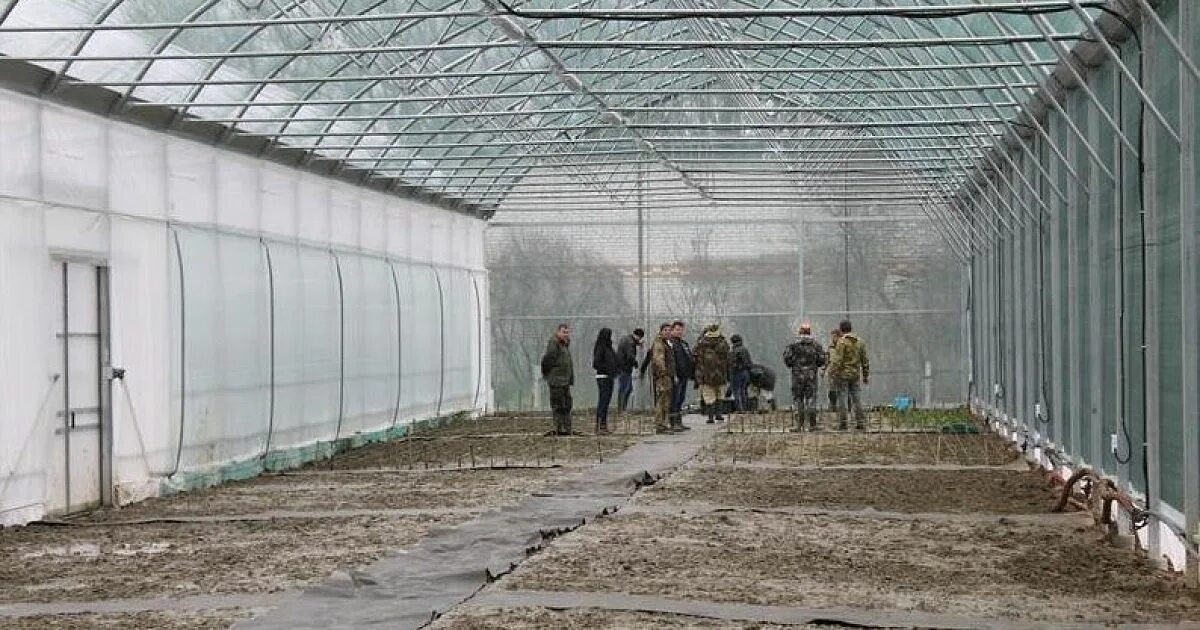 Питомник октябрьский краснодарский край. Питомник Родники Белореченск. Краснодарские теплицы. Теплицы в питомниках. Оранжерея Краснодарский край.