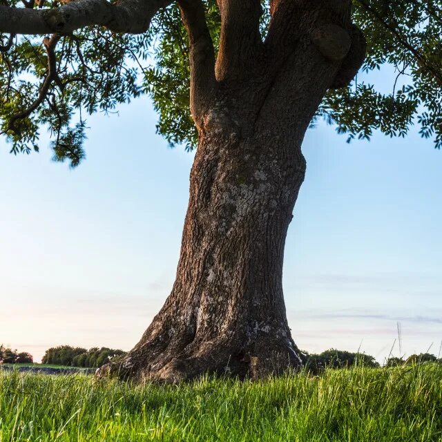ясень в швеции. ясень в швеции. ясень огромный. ясень дерево. ясень дарахти.