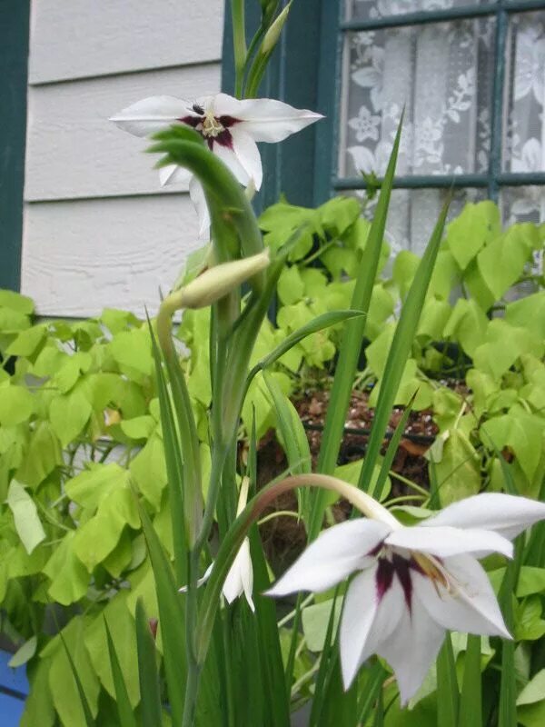 Ацидантера Мюриэл. Ацидантера bicolor. Луковичные Ацидантера. Acidanthera bicolor луковицы.