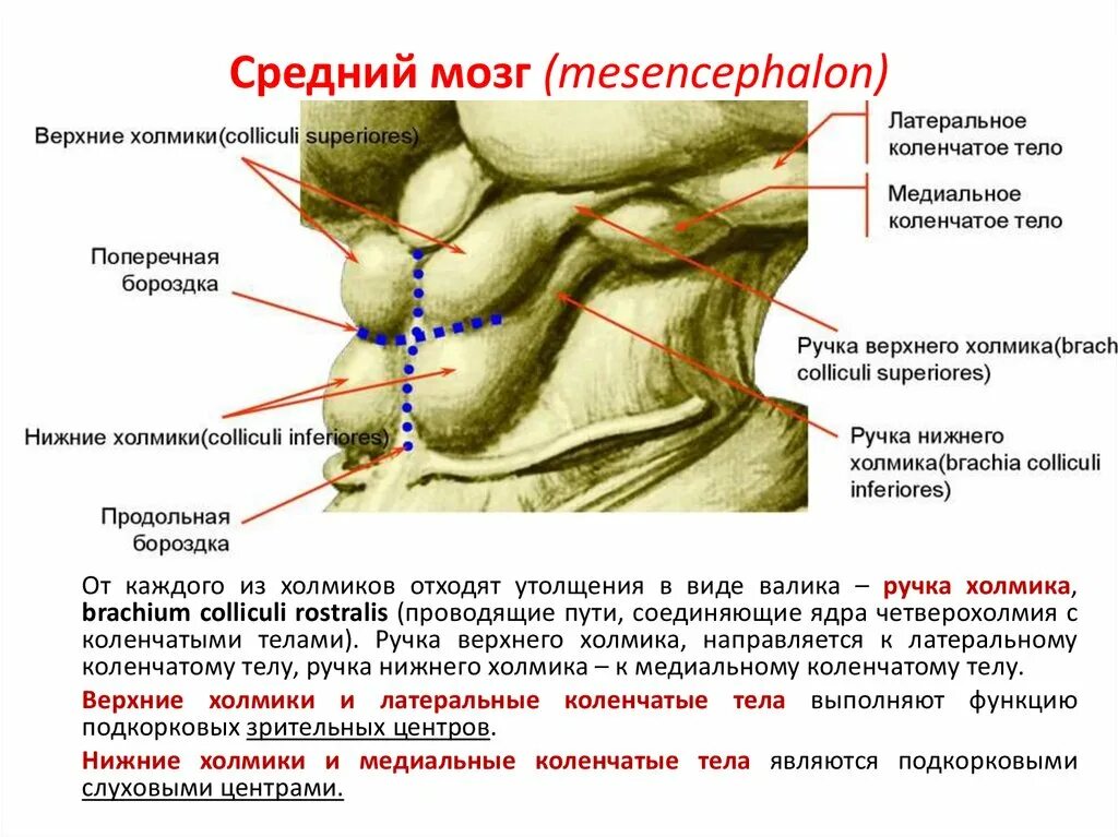 Средний мозг нижние бугры функции. Ядра верхних бугров четверохолмия. ручки верхних холмиков среднего мозга. верхние бугры четверохолмия латынь. нижние холмики четверохолмия анатомия.