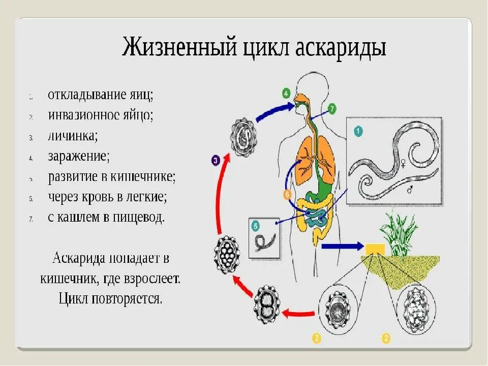 Жизненный цикл аскариды человеческой схема. Жизненный цикл аскариды человеческой. Цикл развития аскариды человеческой. Цикл развития аскариды с подписями.