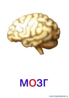 Картинка надпись мозги