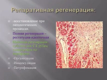 Полная регенерация